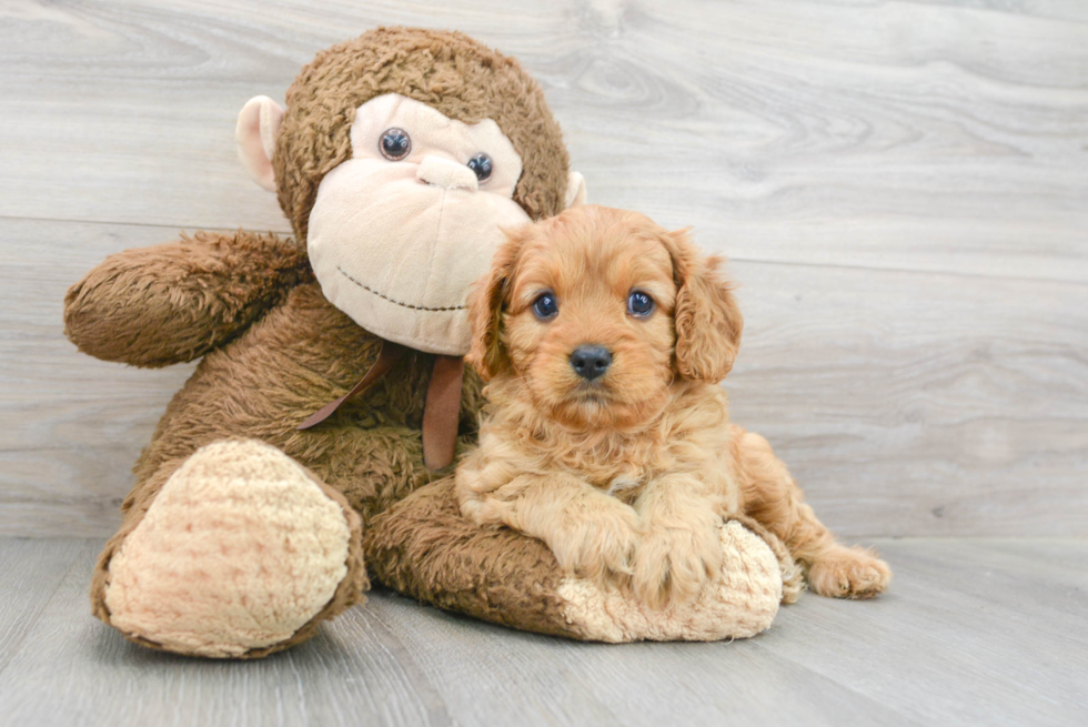 Cavapoo Pup Being Cute