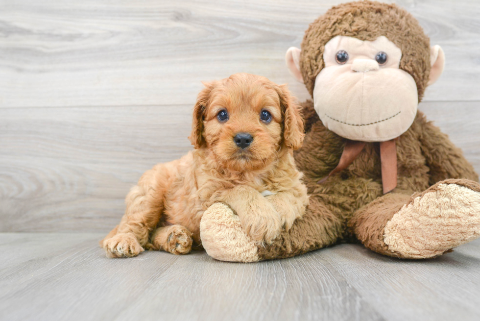 Smart Cavapoo Poodle Mix Pup