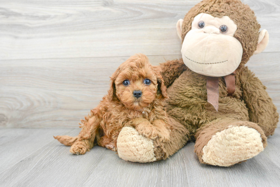 Cavapoo Pup Being Cute