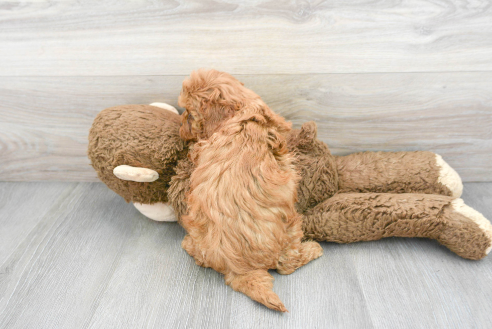 Adorable Cavoodle Poodle Mix Puppy