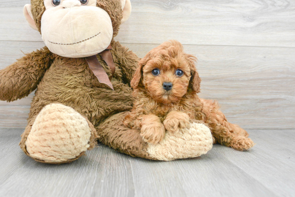 Happy Cavapoo Baby