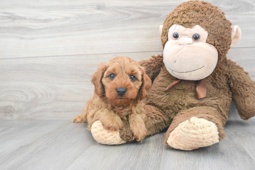 Cavapoo Puppy for Adoption