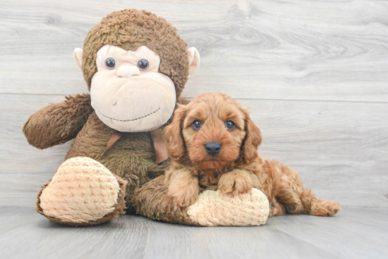 Small Cavapoo Baby