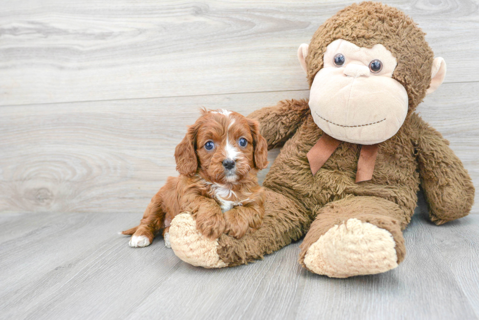 Cavapoo Pup Being Cute