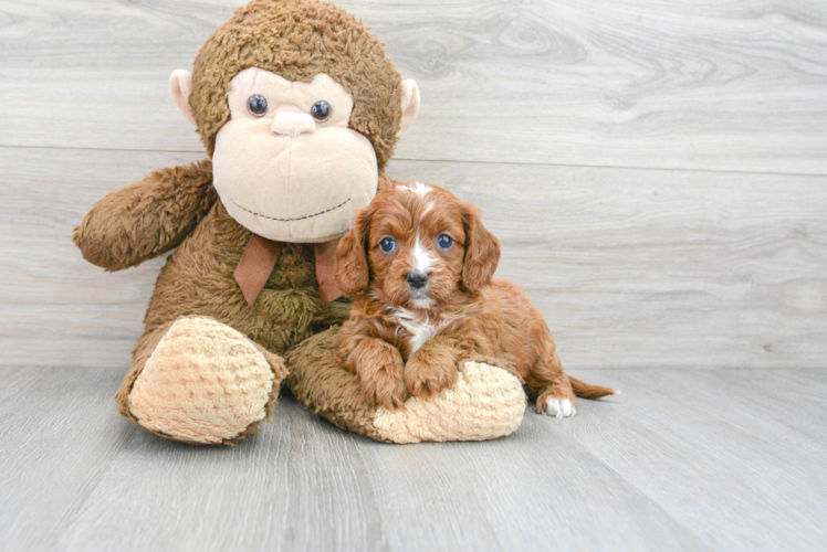 Smart Cavapoo Poodle Mix Pup