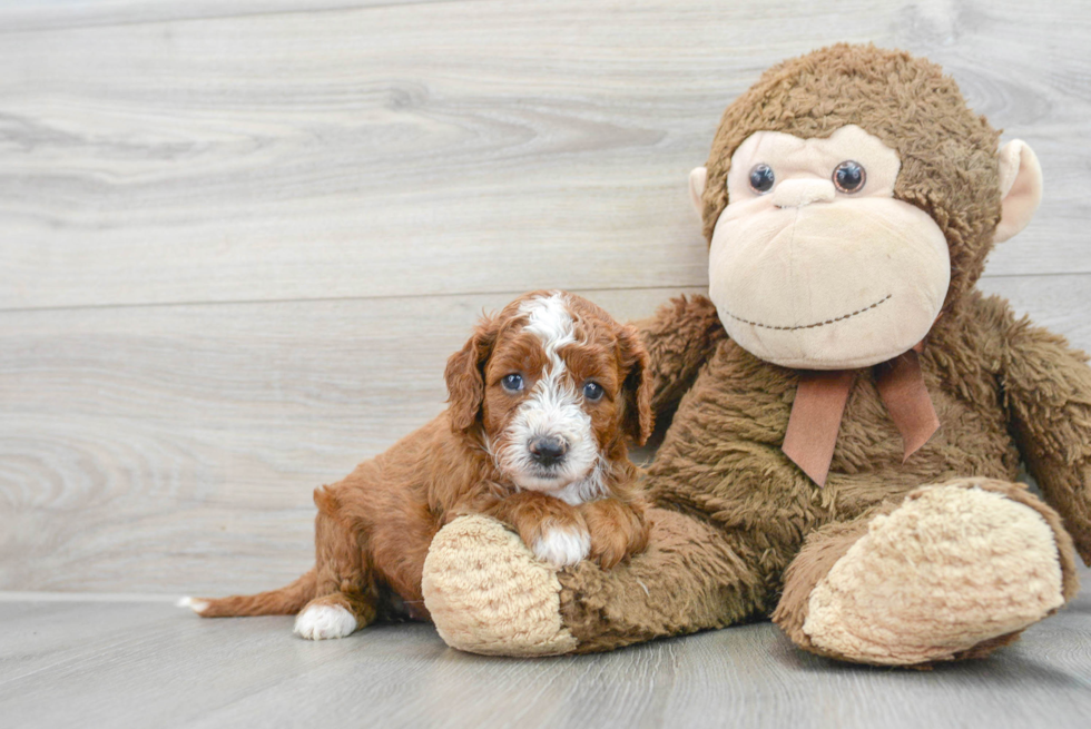 Cavapoo Puppy for Adoption