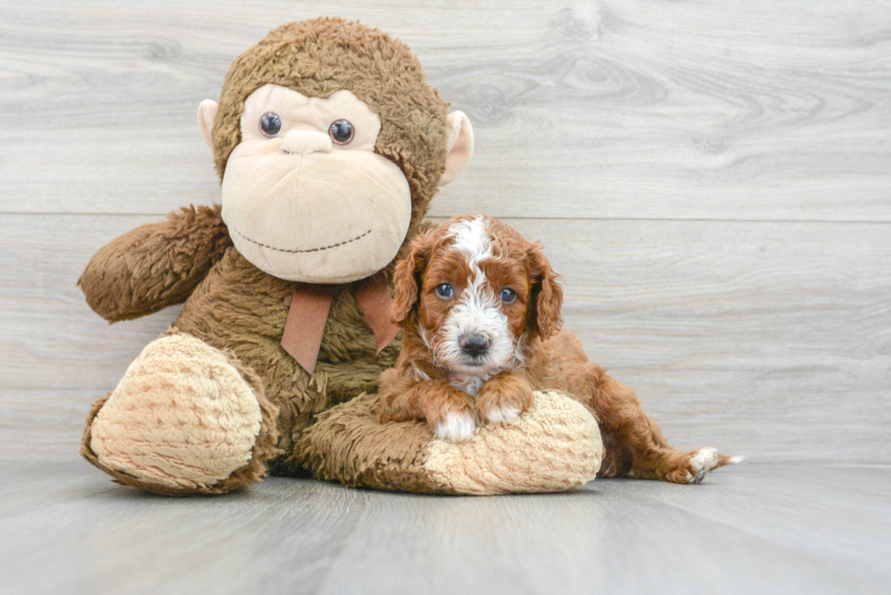 Best Cavapoo Baby