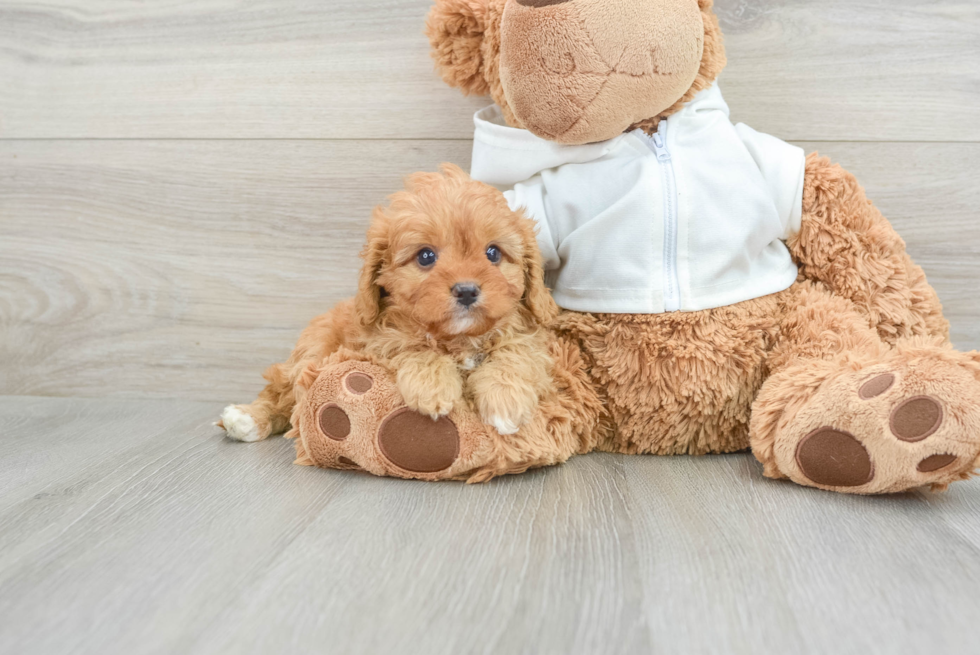 Small Cavapoo Baby