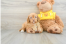 Best Cavapoo Baby