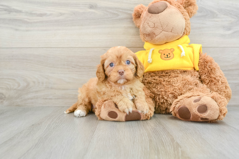 8 week old Cavapoo Puppy For Sale - Premier Pups