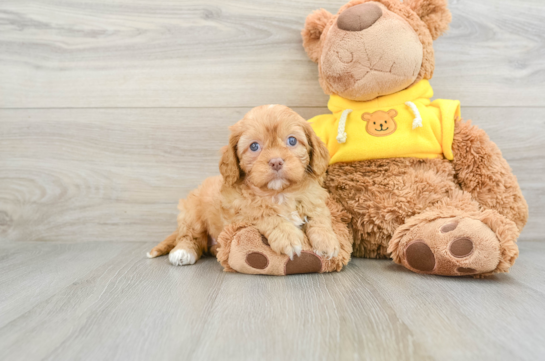 Best Cavapoo Baby