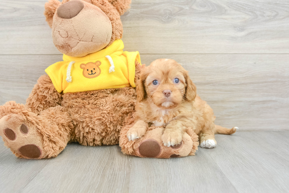 Hypoallergenic Cavadoodle Poodle Mix Puppy