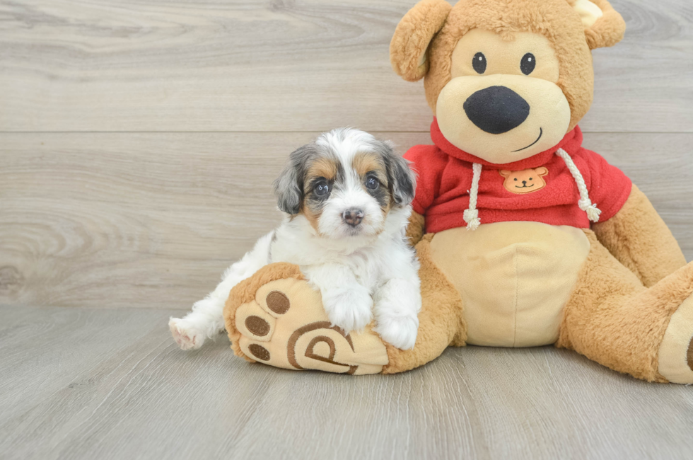 6 week old Cavapoo Puppy For Sale - Premier Pups