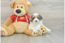 Adorable Cavalier King Charles Spaniel and Poodle Mix Poodle Mix Puppy