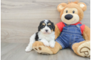 Best Cavapoo Baby