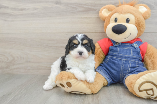 Best Cavapoo Baby