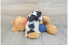 Popular Cavapoo Poodle Mix Pup