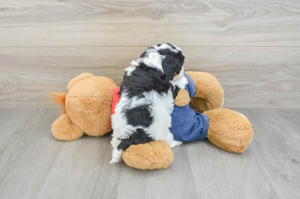 Popular Cavapoo Poodle Mix Pup