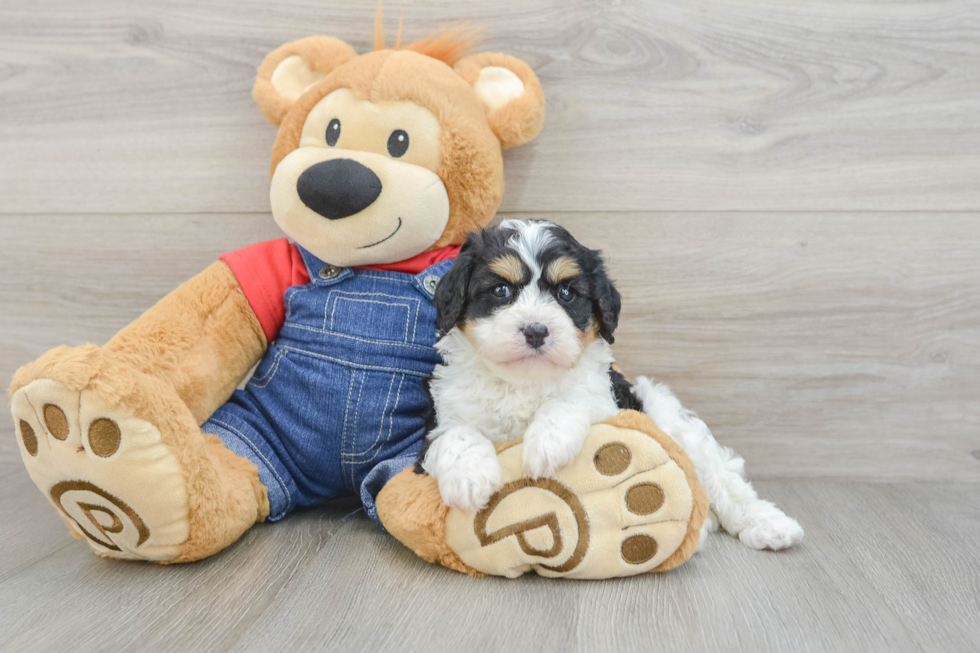 Cavapoo Pup Being Cute