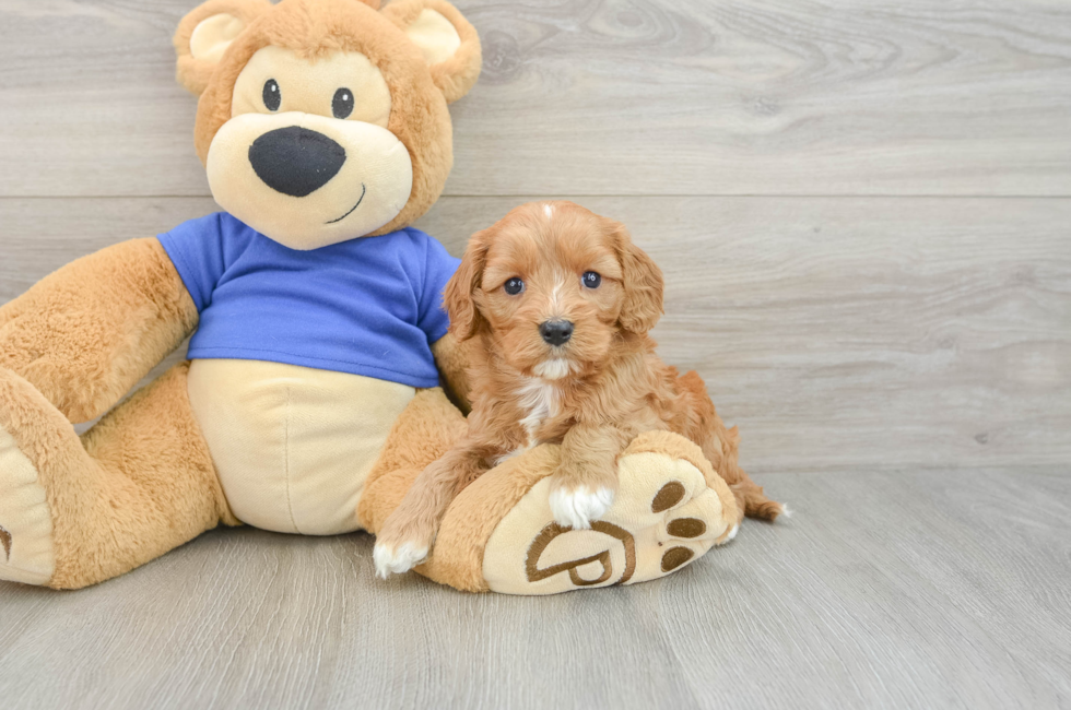 5 week old Cavapoo Puppy For Sale - Premier Pups
