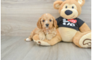 Cavapoo Puppy for Adoption