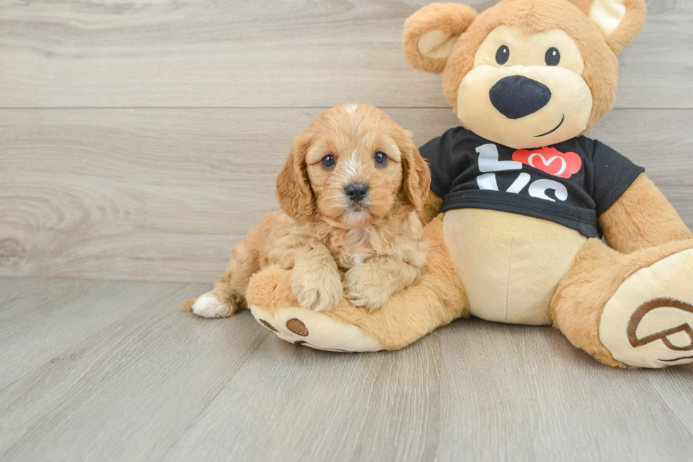 Cavapoo Puppy for Adoption