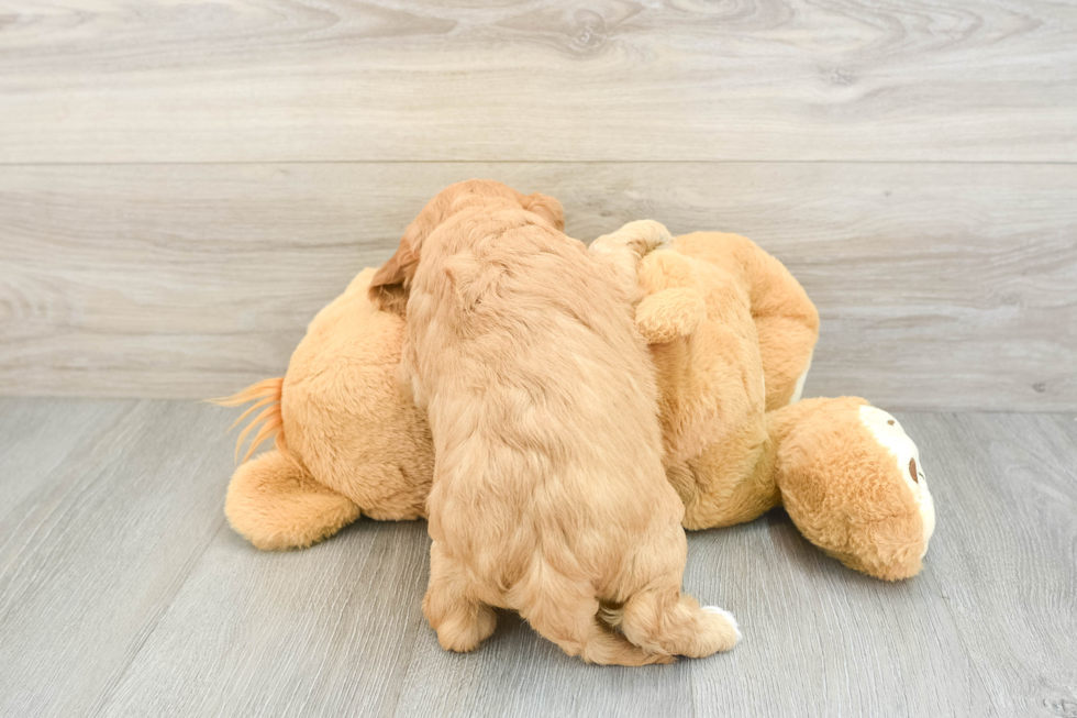 Cute Cavapoo Baby
