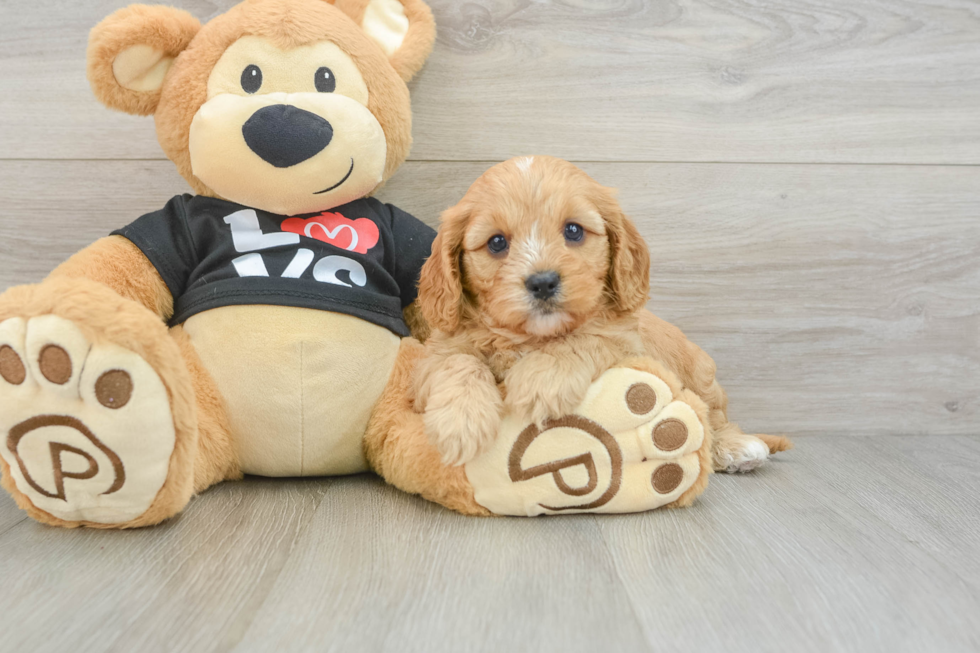 Popular Cavapoo Poodle Mix Pup