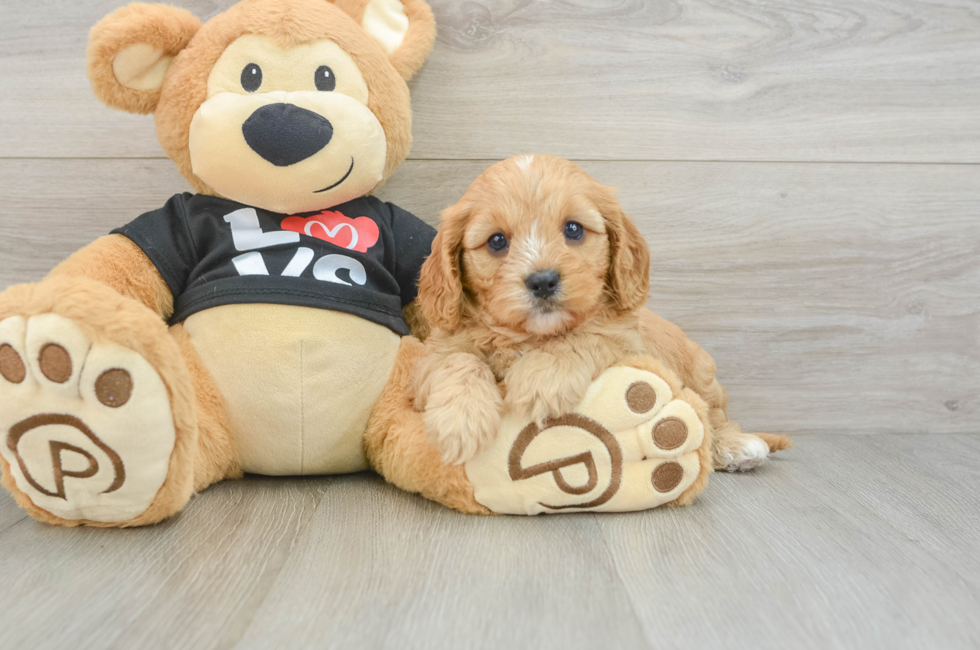 7 week old Cavapoo Puppy For Sale - Premier Pups
