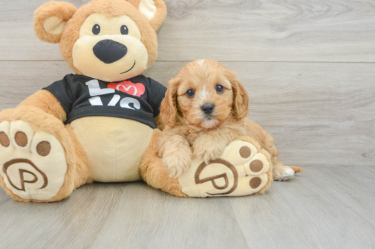 Popular Cavapoo Poodle Mix Pup