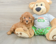 8 week old Cavapoo Puppy For Sale - Premier Pups