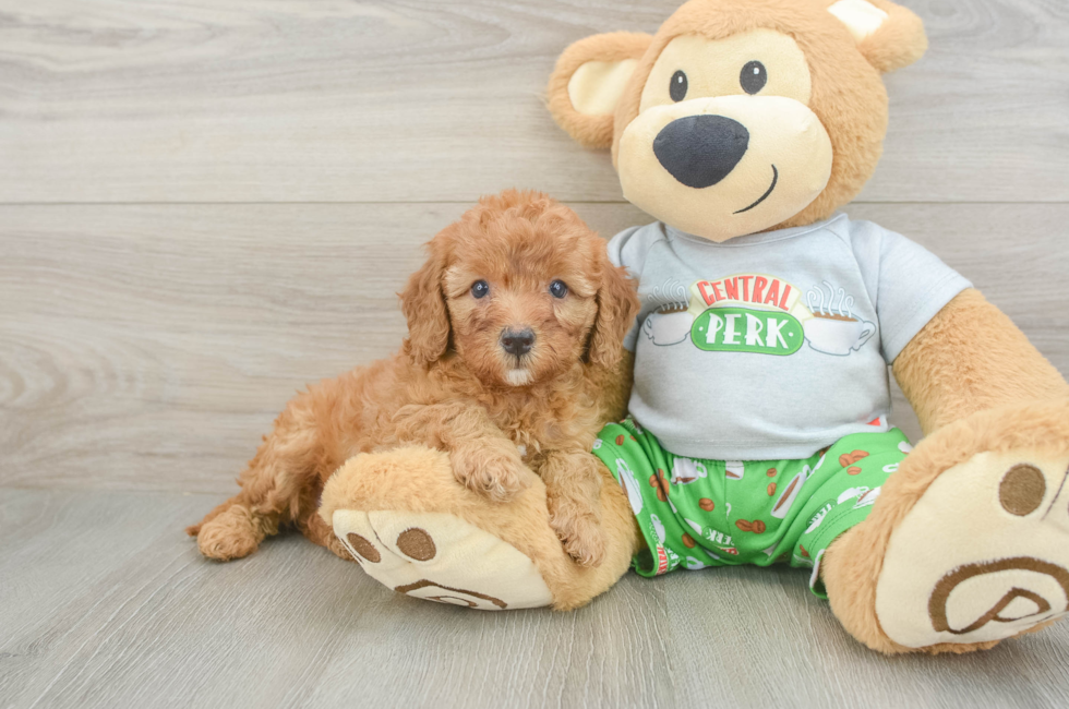 5 week old Cavapoo Puppy For Sale - Premier Pups