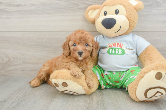 Cavapoo Puppy for Adoption