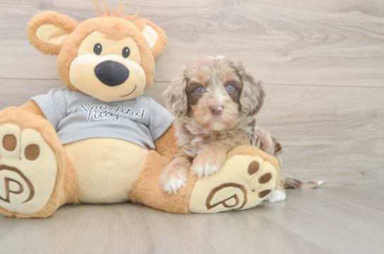 Little Cavipoo Poodle Mix Puppy