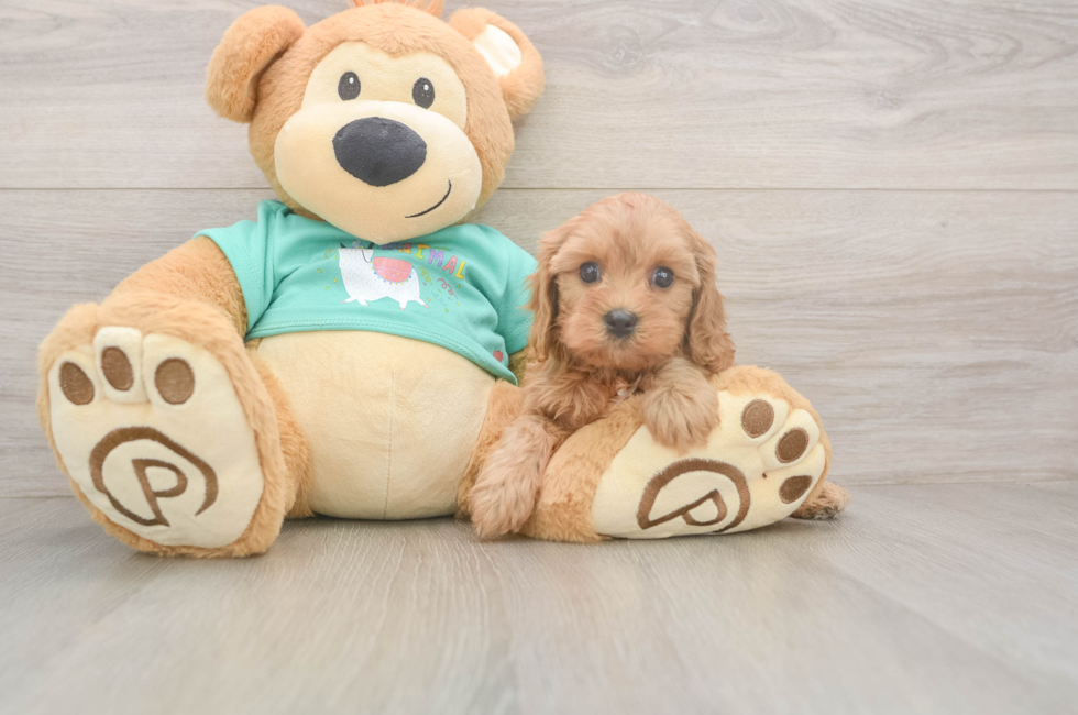 5 week old Cavapoo Puppy For Sale - Premier Pups