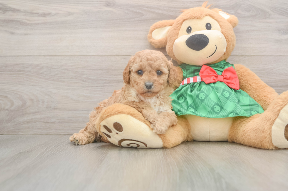 5 week old Cavapoo Puppy For Sale - Premier Pups
