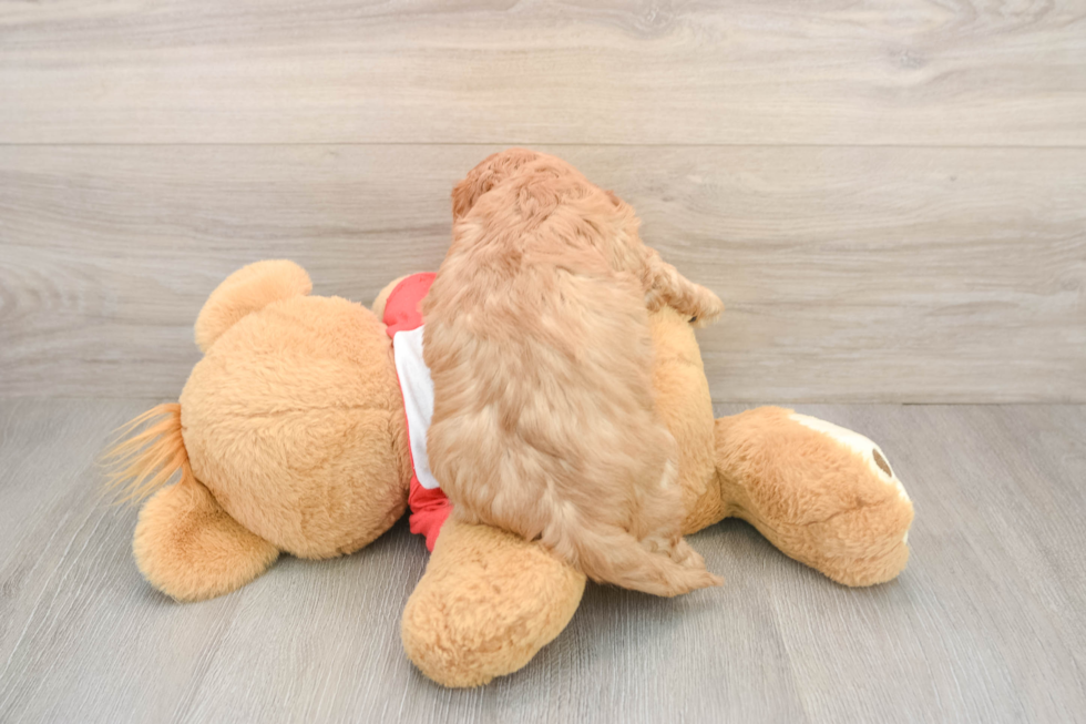 Little Cavipoo Poodle Mix Puppy