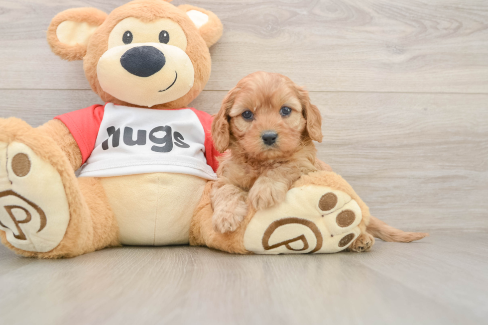 Cavapoo Puppy for Adoption