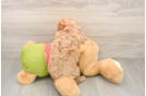 Adorable Cavalier King Charles Spaniel and Poodle Mix Poodle Mix Puppy