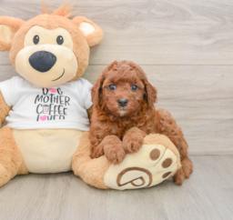 7 week old Cavapoo Puppy For Sale - Premier Pups