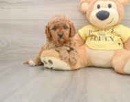 7 week old Cavapoo Puppy For Sale - Premier Pups