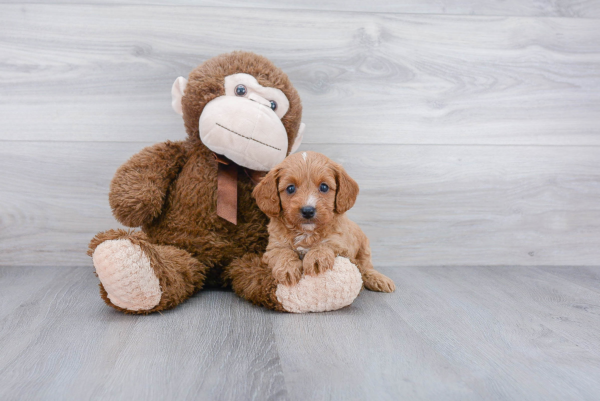 Sweet Cavapoo Baby