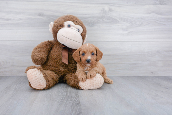 Sweet Cavapoo Baby