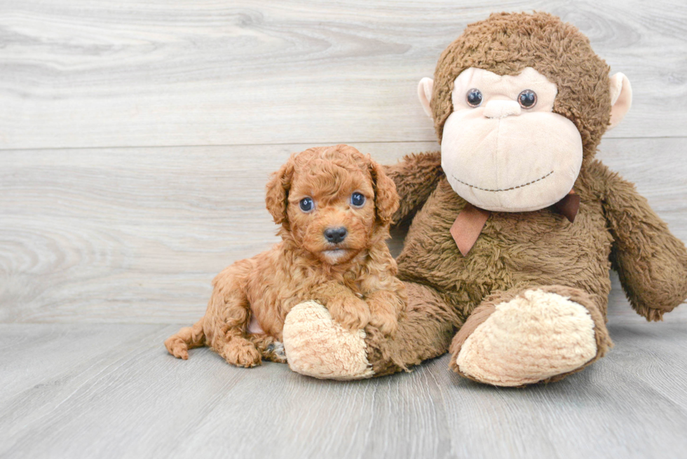 Cavapoo Pup Being Cute