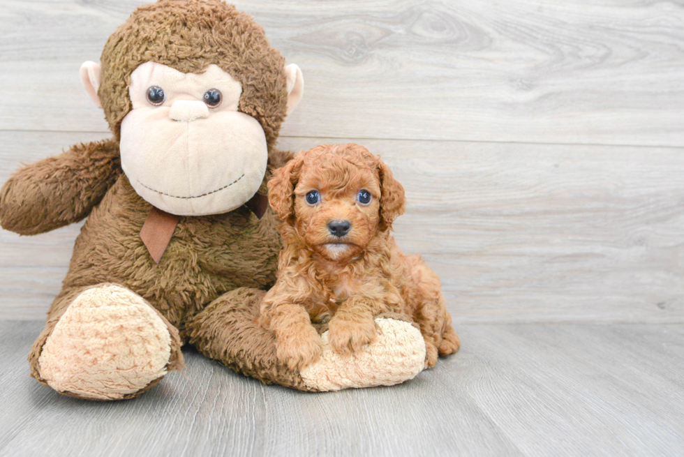 Friendly Cavapoo Baby