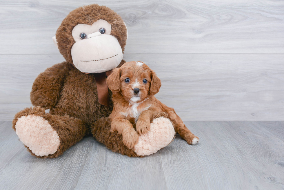 Energetic Cavoodle Poodle Mix Puppy