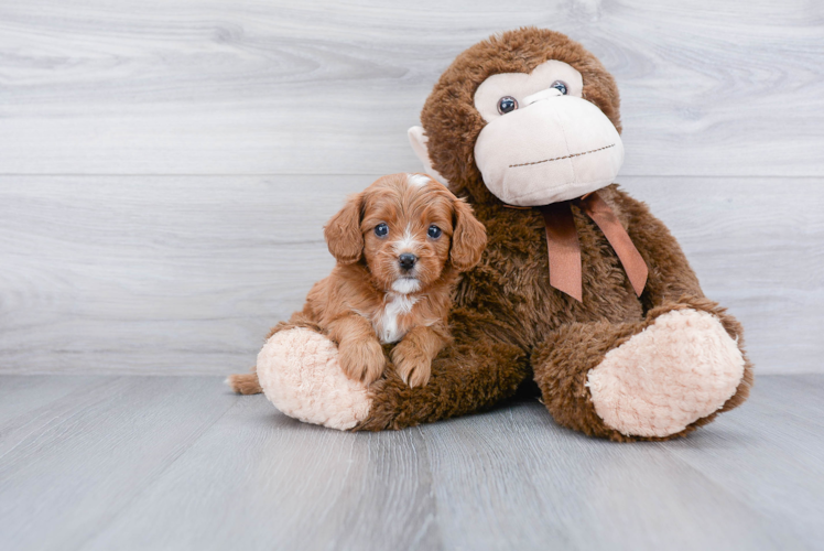 Cavapoo Puppy for Adoption