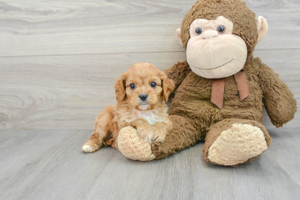 Small Cavapoo Baby