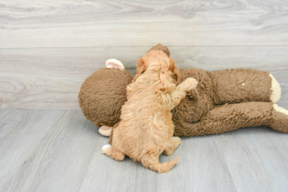 Cavapoo Pup Being Cute