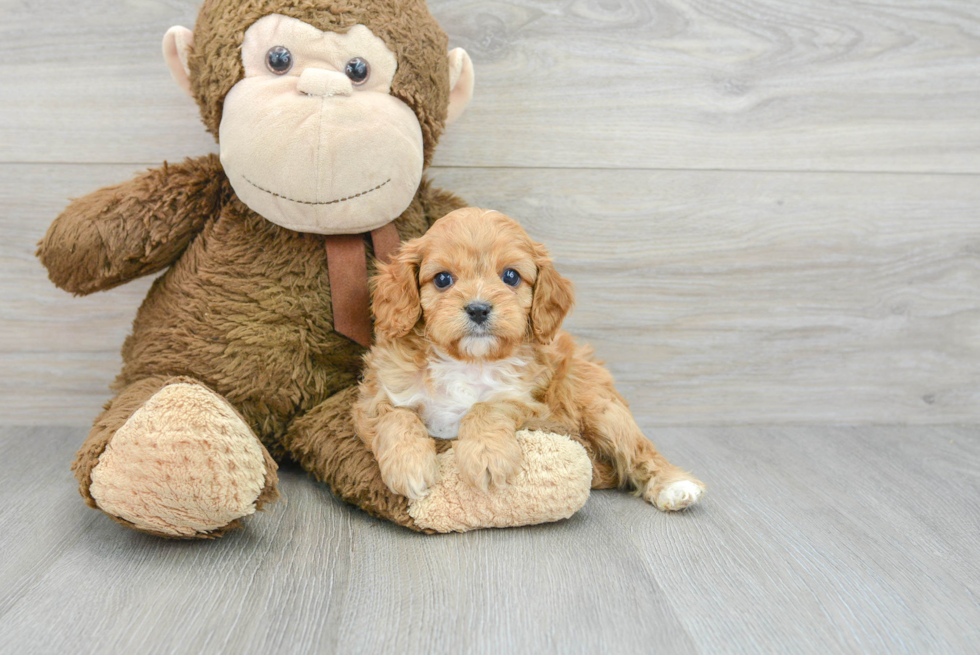 Cavapoo Puppy for Adoption